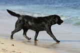 LABRADOR 574